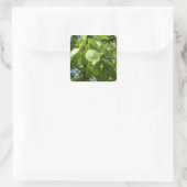 Spring Birch Leaves Green Tree Vierkante Sticker (Tas)
