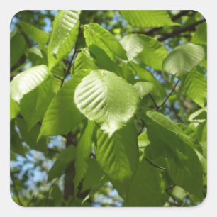 Spring Birch Leaves Green Tree Vierkante Sticker