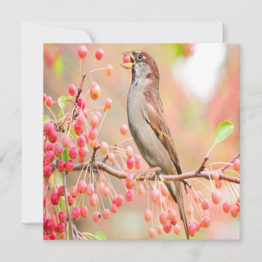 Spring Bird Eating Berries (Voorkant)