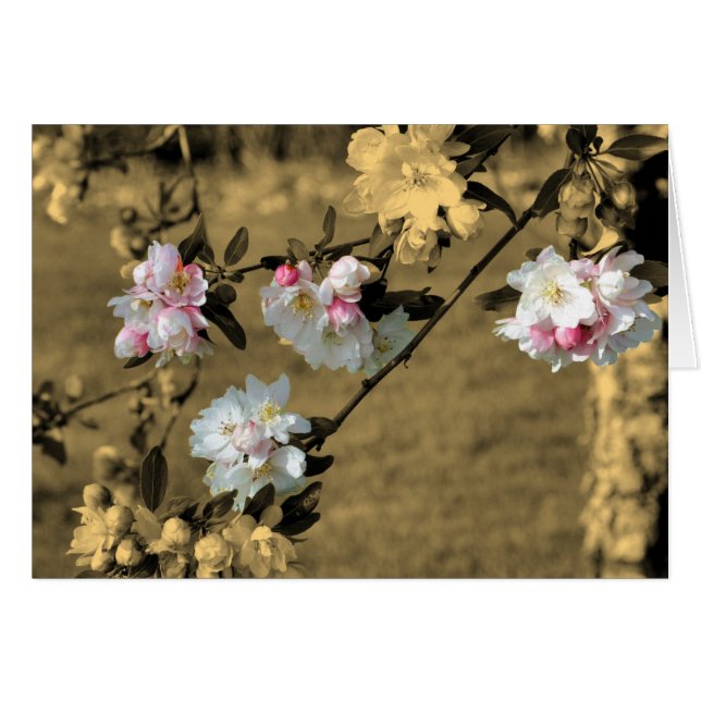 Spring bloesems on Sepia Flower Card (Voorkant Horizontaal)