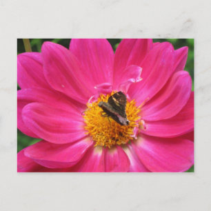 Spring Bloom Briefkaart