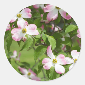 Spring Blooming Roze Hondenbloesem Ronde Sticker
