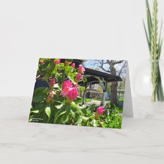 Spring Blooms in Cottage City - Martha's Vineyard Kaart (Voorkant)