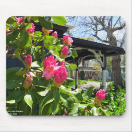 Spring Blooms in Cottage City - Martha's Vineyard Muismat