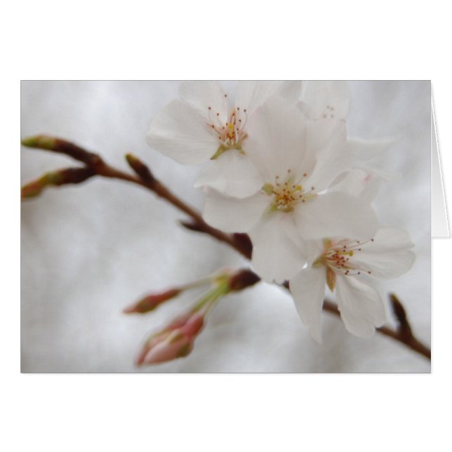 Spring Blossom (Voorkant Horizontaal)