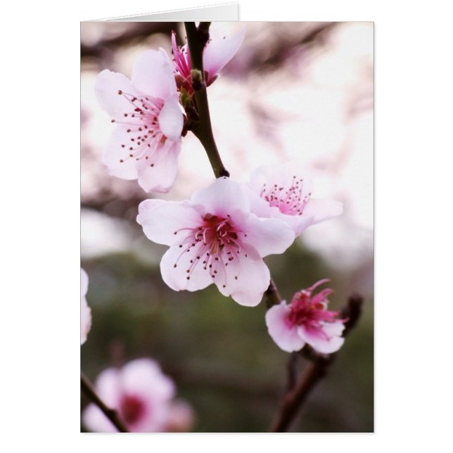 Spring Blossom (Voorkant)