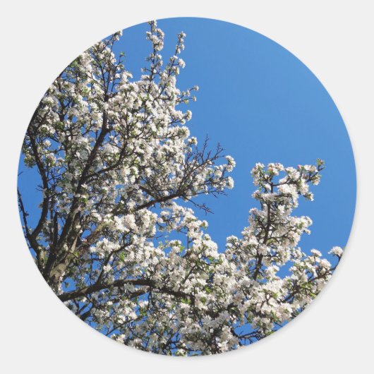 Spring Blossom Apple-boom Ronde Sticker (Voorkant)