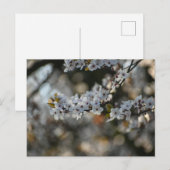 Spring Blossom Briefkaart (Voorkant / Achterkant)