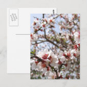 Spring Blossom Briefkaart (Voorkant / Achterkant)
