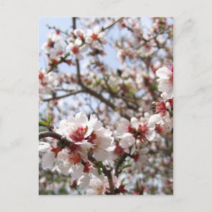 Spring Blossom Briefkaart