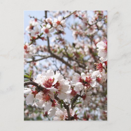 Spring Blossom Briefkaart (Voorkant)