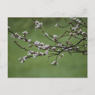 Spring Blossom Briefkaart