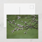Spring Blossom Briefkaart (Voorkant / Achterkant)