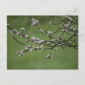 Spring Blossom Briefkaart (Voorkant)