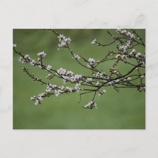 Spring Blossom Briefkaart (Voorkant)