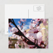 Spring Blossom Briefkaart (Voorkant / Achterkant)