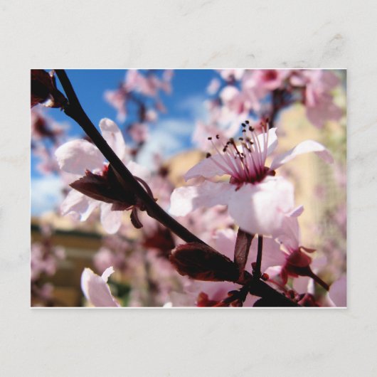 Spring Blossom Briefkaart (Voorkant)