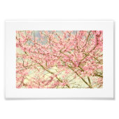 Spring Blossom  Foto Afdruk (Voorkant)