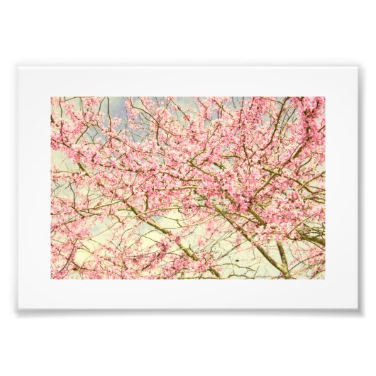 Spring Blossom  Foto Afdruk (Voorkant)
