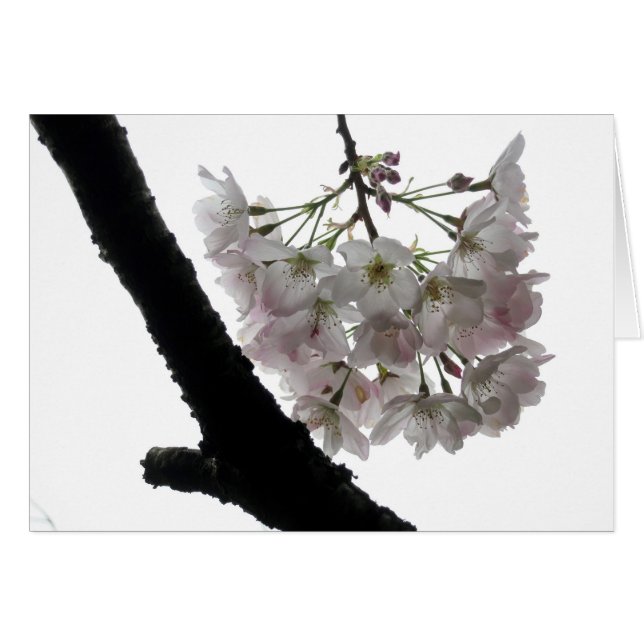 Spring Blossom, Golden Gate Park (Voorkant Horizontaal)