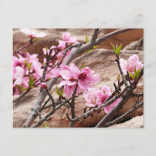 Spring Blossom op Zion Rocks Briefkaart