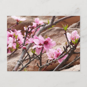 Spring Blossom op Zion Rocks Briefkaart