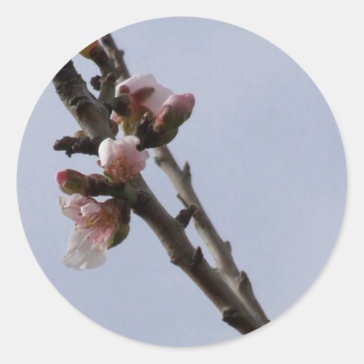 Spring Blossom Stickers (Voorkant)