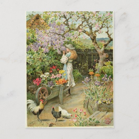 Spring Blossom van de peren Annual 1902 Briefkaart (Voorkant)