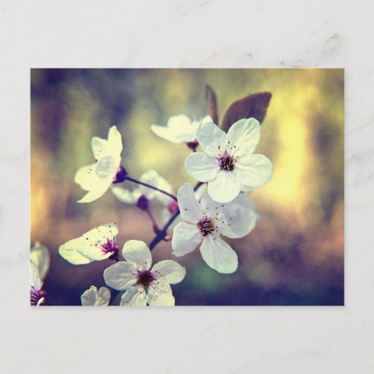 Spring Blossom-vintage Briefkaart (Voorkant)