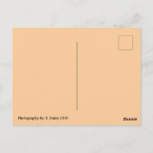 Spring Blossoms Postcard Briefkaart (Achterkant)