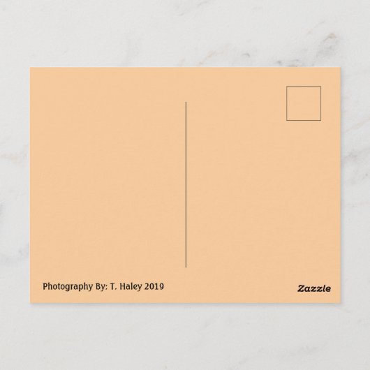 Spring Blossoms Postcard Briefkaart (Achterkant)