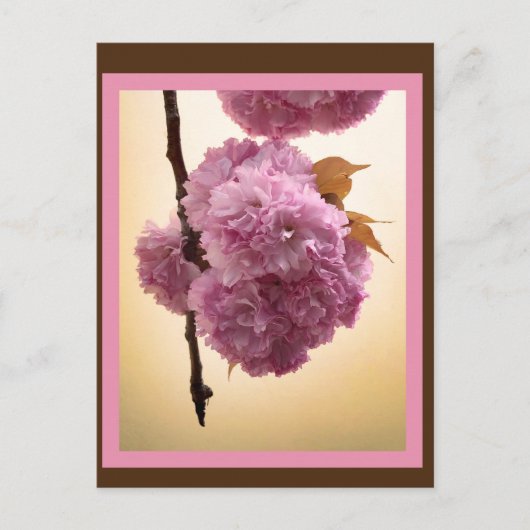 Spring Blossoms Postcard Briefkaart (Voorkant)