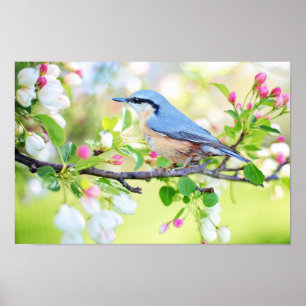 Spring Blue Bird op Cherry Tree met bloesems Poster