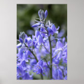 Spring Bluebells na de regen Poster (Voorkant)