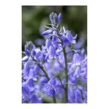 Spring Bluebells na de regen