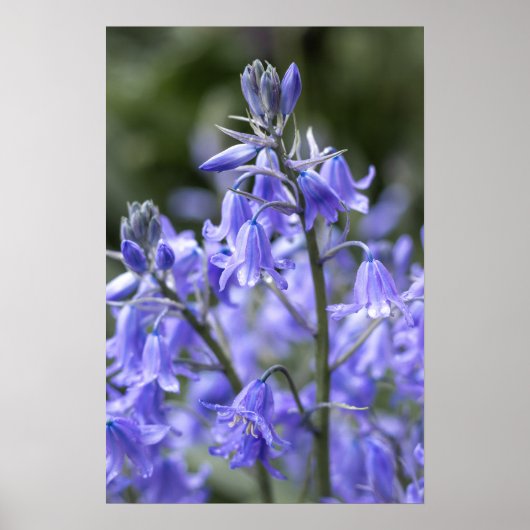 Spring Bluebells na de regen Poster (Voorkant)