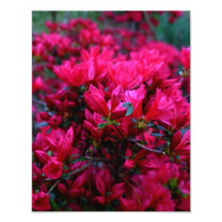"Spring Boom" (fotoafdrukken) Foto Afdruk