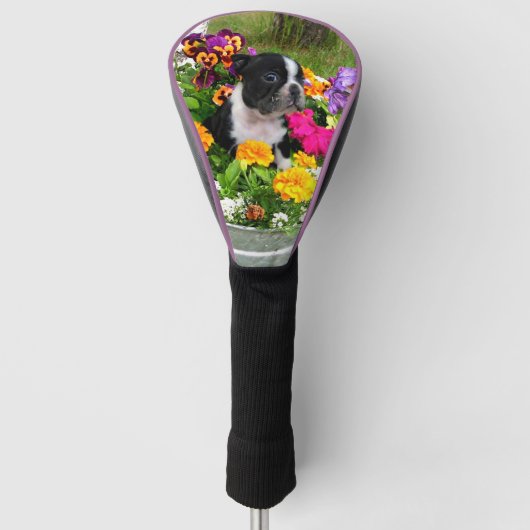Spring Boston Terrier dog Golf Driver cover (Voorkant)