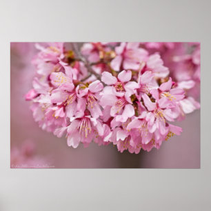 Spring Bouquet Poster Japanse Cherry Blossom
