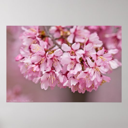 Spring Bouquet Poster Japanse Cherry Blossom (Voorkant)