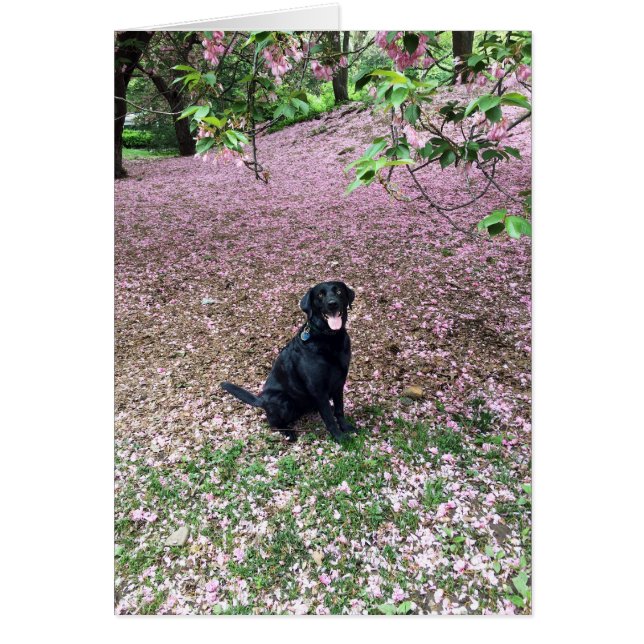 Spring Break (Voorkant)