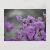 Spring  briefkaart (Voorkant)