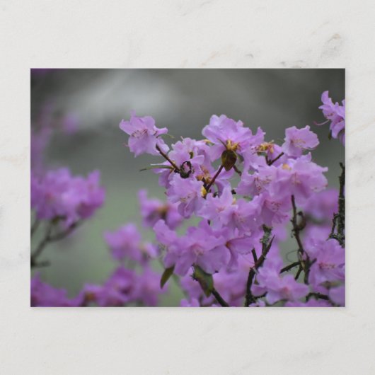 Spring  briefkaart (Voorkant)