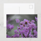 Spring  briefkaart (Voorkant / Achterkant)