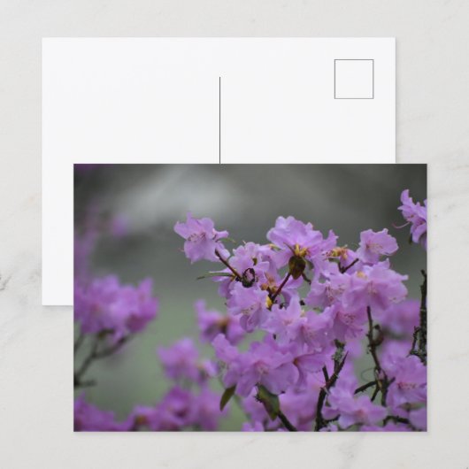 Spring  briefkaart (Voorkant / Achterkant)