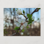 Spring  briefkaart (Voorkant)