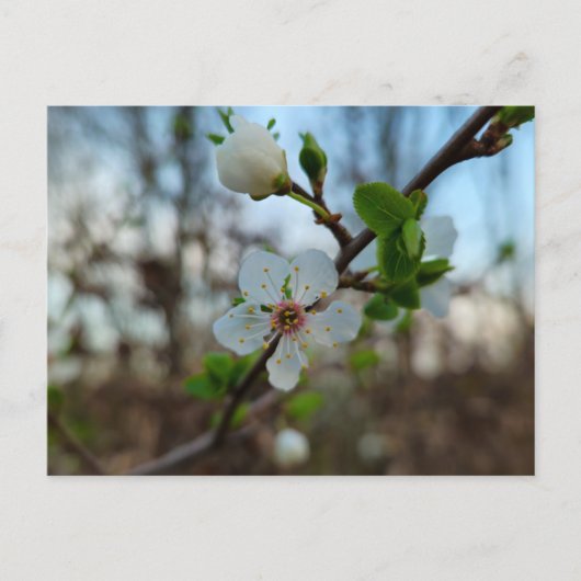 Spring  briefkaart (Voorkant)