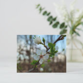 Spring  briefkaart (Staand voorkant)