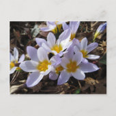 Spring Bundle Briefkaart (Voorkant)