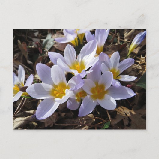 Spring Bundle Briefkaart (Voorkant)